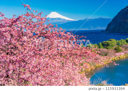 【静岡県】河津桜咲く西伊豆井田から、海越しの富士山 【静岡県】河津桜咲く西伊豆井田から、海越しの富士山 115931304