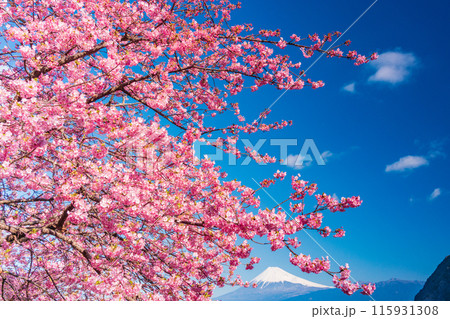 【静岡県】河津桜咲く西伊豆井田から、海越しの富士山 115931308
