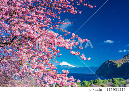 【静岡県】河津桜咲く西伊豆井田から、海越しの富士山 【静岡県】河津桜咲く西伊豆井田から、海越しの富士山 115931313