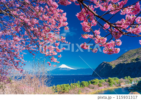 【静岡県】河津桜咲く西伊豆井田から、海越しの富士山 115931317