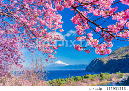 【静岡県】河津桜咲く西伊豆井田から、海越しの富士山 【静岡県】河津桜咲く西伊豆井田から、海越しの富士山 115931318
