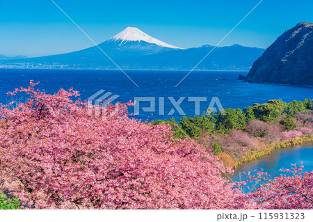 【静岡県】河津桜咲く西伊豆井田から、海越しの富士山 115931323