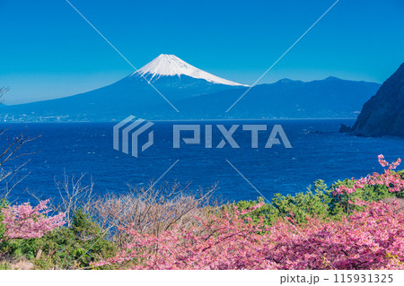 【静岡県】河津桜咲く西伊豆井田から、海越しの富士山 115931325