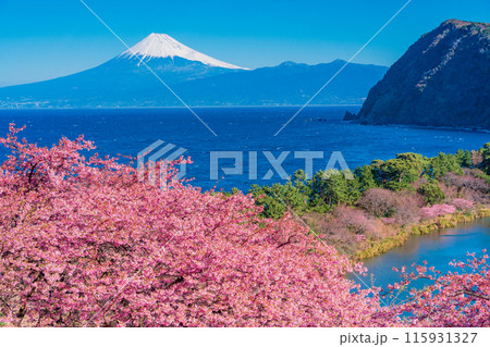 【静岡県】河津桜咲く西伊豆井田から、海越しの富士山 115931327