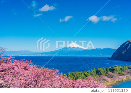 【静岡県】河津桜咲く西伊豆井田から、海越しの富士山 115931329