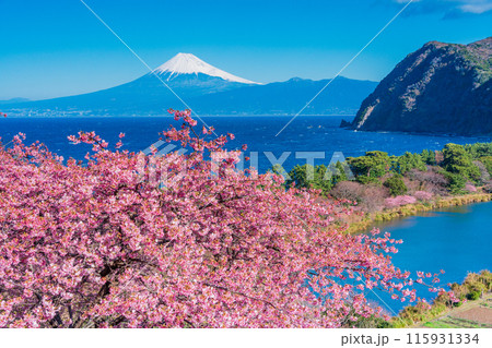 【静岡県】河津桜咲く西伊豆井田から、海越しの富士山 115931334