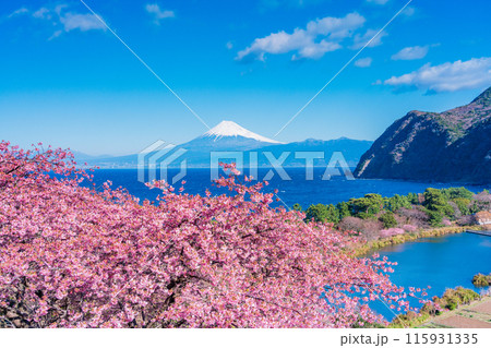 【静岡県】河津桜咲く西伊豆井田から、海越しの富士山 115931335