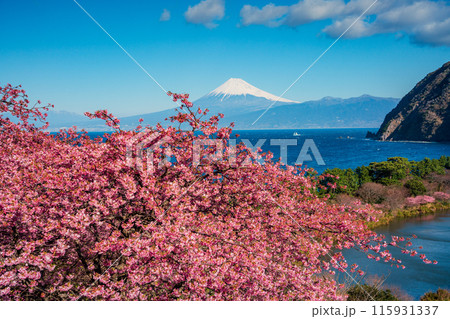 【静岡県】河津桜咲く西伊豆井田から、海越しの富士山 【静岡県】河津桜咲く西伊豆井田から、海越しの富士山 115931337