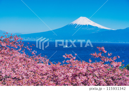 【静岡県】河津桜咲く西伊豆井田から、海越しの富士山 115931342