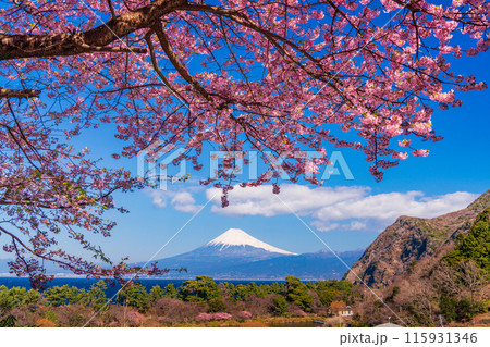 【静岡県】河津桜咲く西伊豆井田から、海越しの富士山 【静岡県】河津桜咲く西伊豆井田から、海越しの富士山 115931346