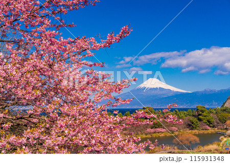 【静岡県】河津桜咲く西伊豆井田から、海越しの富士山 【静岡県】河津桜咲く西伊豆井田から、海越しの富士山 115931348