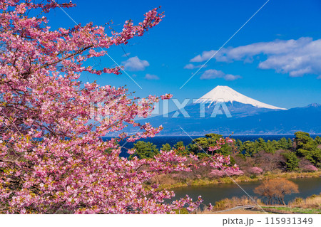 【静岡県】河津桜咲く西伊豆井田から、海越しの富士山 115931349