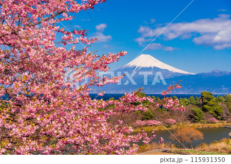 【静岡県】河津桜咲く西伊豆井田から、海越しの富士山 115931350