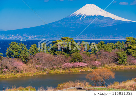 【静岡県】河津桜咲く西伊豆井田から、海越しの富士山 115931352