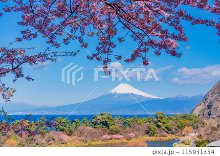 【静岡県】河津桜咲く西伊豆井田から、海越しの富士山 115931354