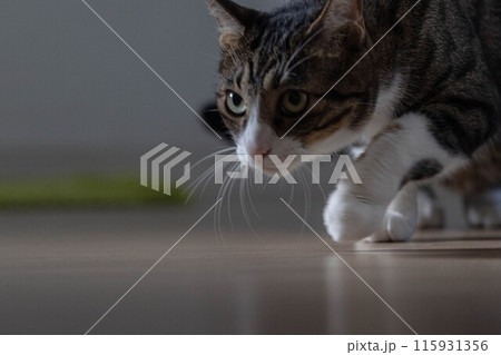 忍び足の猫 忍び足の猫 115931356