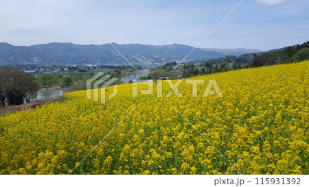 長野県飯山市の菜の花畑 115931392