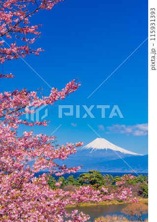【静岡県】河津桜咲く西伊豆井田から、海越しの富士山 115931393