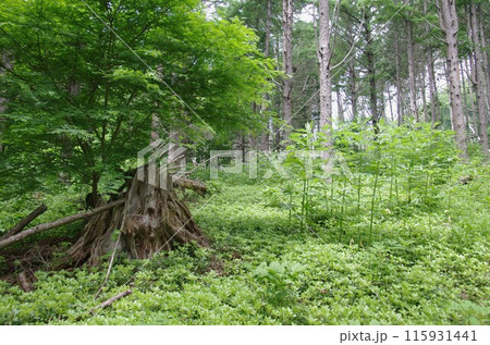 混合林内での倒木の様子　北海道洞爺湖の中島にて 115931441