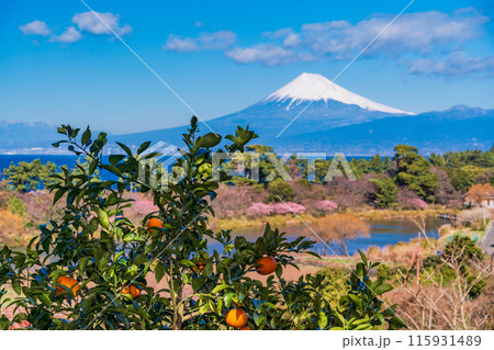 【静岡県】ミカンの樹の向こうに、海越しの富士山 115931489