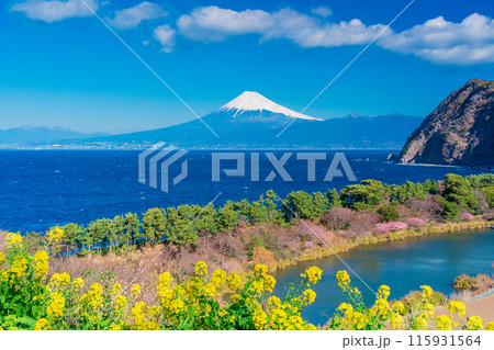 【静岡県】菜の花咲く西伊豆井田から、海越しの富士山 【静岡県】菜の花咲く西伊豆井田から、海越しの富士山 115931564
