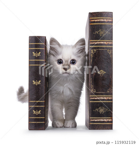 Birman kitten on white background 115932119