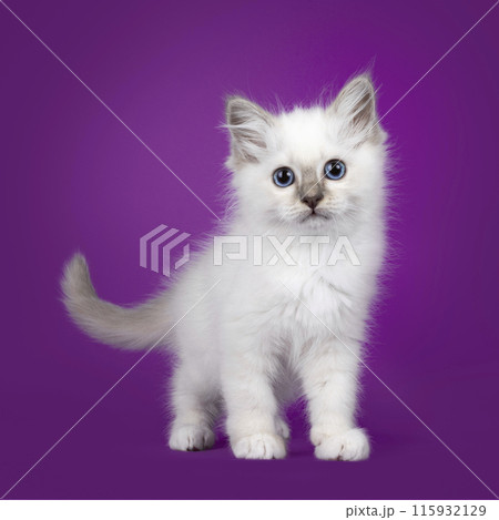Birman kitten with blue eyes sitting on a purple background 115932129