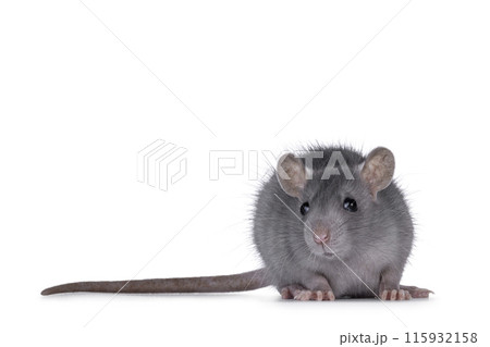 Cute grey rat posing on white background 115932158