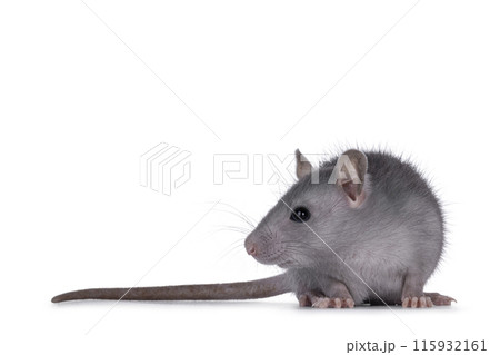 Cute grey rat posing on white background 115932161