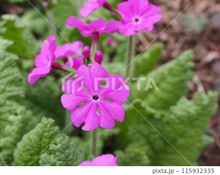 ニホンサクラソウ 115932335