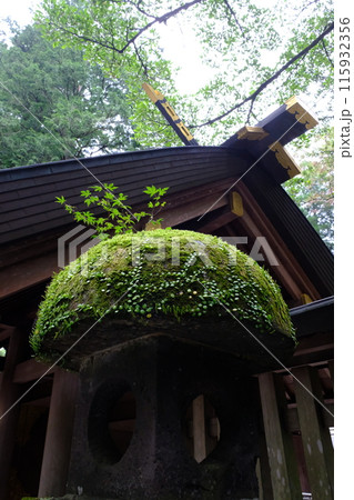 苔と新緑 苔と新緑 115932356