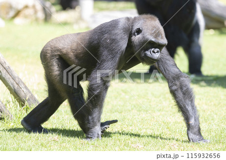 A large gorilla walks across a grassy field A large gorilla walks across a grassy field 115932656