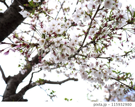 満開を少し過ぎた桜 満開を少し過ぎた桜 115932980