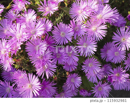 ピンクの花が咲いています 115932981