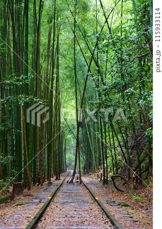 旧国鉄倉吉線廃線跡/竹林(鳥取県倉吉市) 旧国鉄倉吉線廃線跡/竹林(鳥取県倉吉市) 115933114