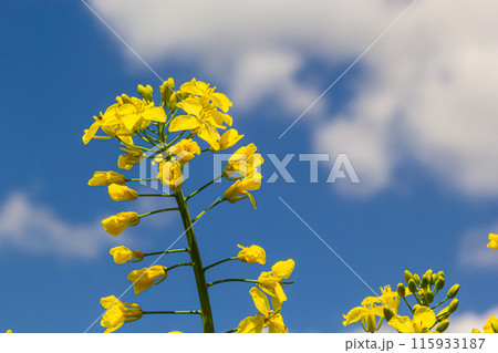The rapeseed field blooms with bright yellow flowers on blue sky in Ukraine. Closeup 115933187