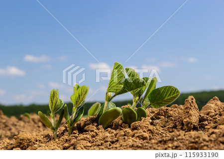 A tender sprout of a soybean agricultural plant in a field grows in a row with other sprouts. Selective focus. 115933190