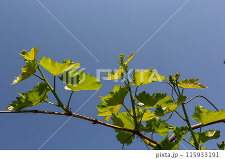 Young green tender leaves of grapes on a background of blue sky in spring 115933191