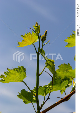 Young green tender leaves of grapes on a background of blue sky in spring 115933192