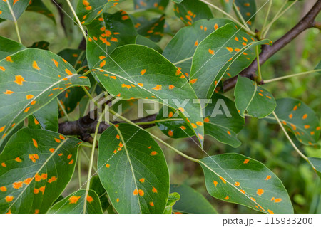 Pear leaves with pear rust infestation Pear leaves with pear rust infestation 115933200