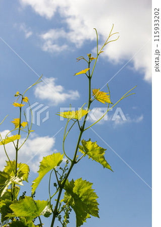 Young green tender leaves of grapes on a background of blue sky in spring 115933202