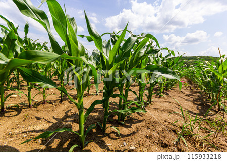 Young corn plants growing on the field on a sunny day. Selective focus 115933218