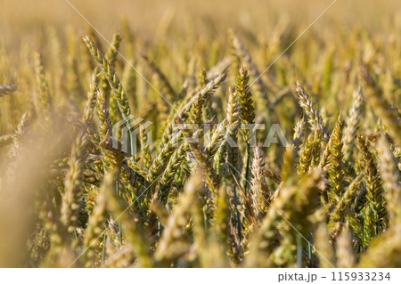 Wheat meadow. Ripe Gold Barley field in summer. Nature organic Yellow rye plant Growing to harvest. World global food with sunset in farm land autumn scene background. Happy Agricultural countryside 115933234