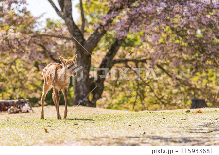 【春】奈良公園の鹿【桜】 115933681