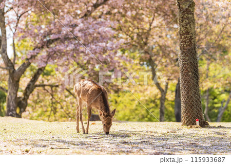 【春】奈良公園の鹿【桜】 115933687