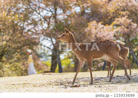 【春】奈良公園の鹿【桜】 115933699