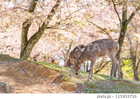 【春】奈良公園の鹿【桜】 115933710