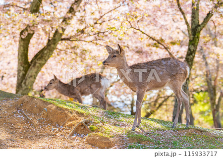 【春】奈良公園の鹿【桜】 【春】奈良公園の鹿【桜】 115933717