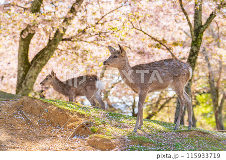 【春】奈良公園の鹿【桜】 115933719