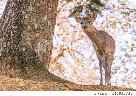 【春】奈良公園の鹿【桜】 115933730